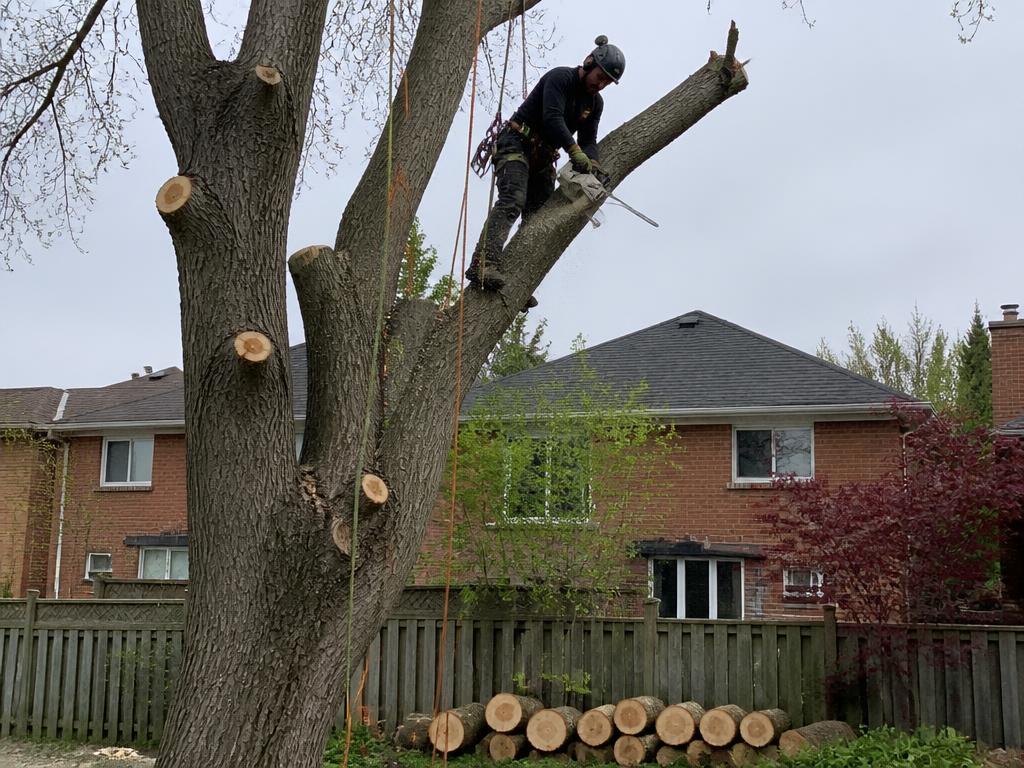 Arborist cutting a large limb during a tree removal